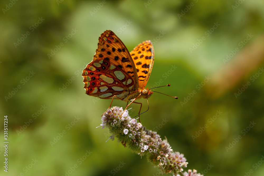 spanish queen butterfly; Queen of Spain Fritillary