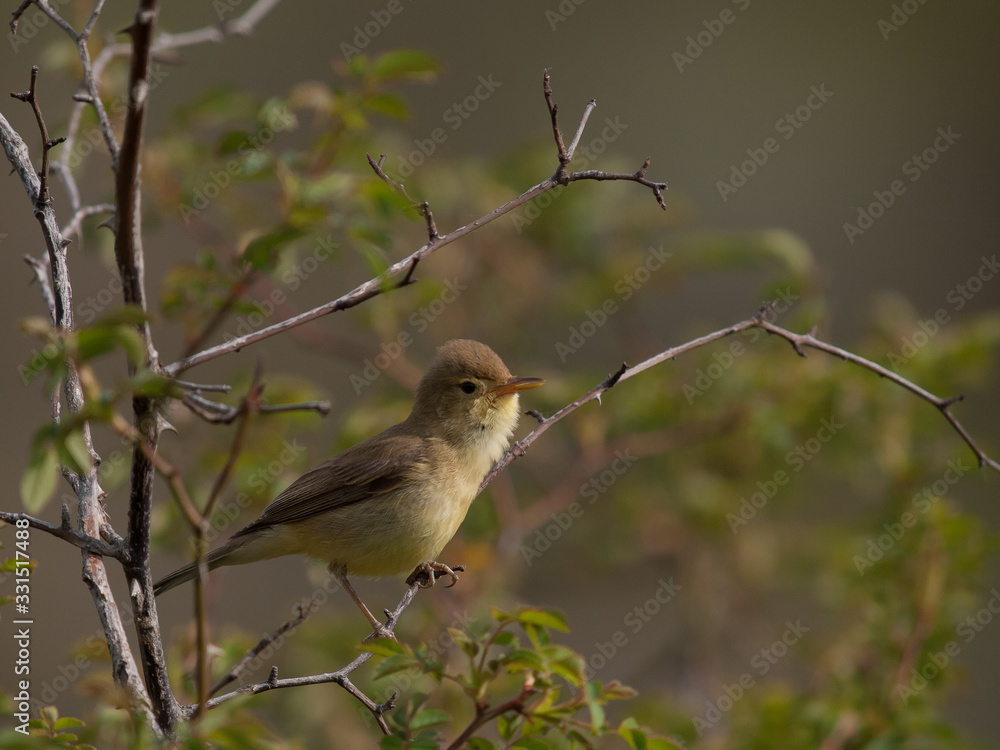Fototapeta premium Zarcero común