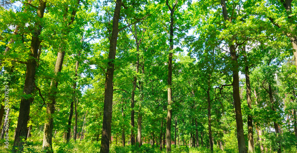 Autumn forest and sun. Wide photo. Autumn forest and sun. Wide photo.