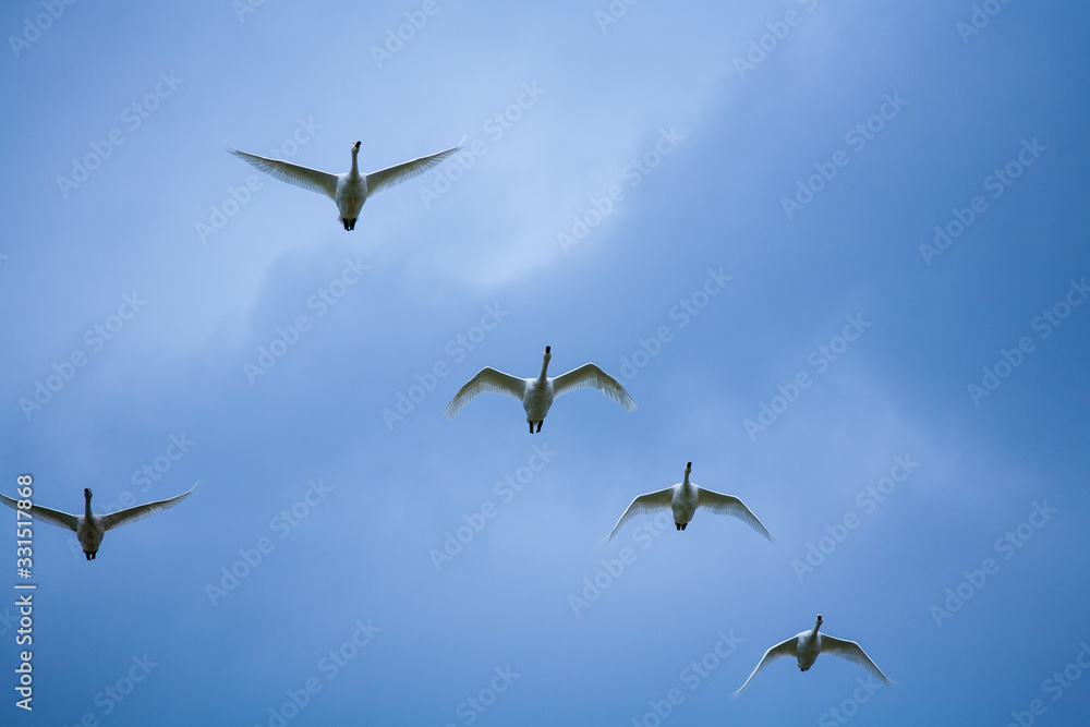 Obraz premium 白鳥の飛ぶ空