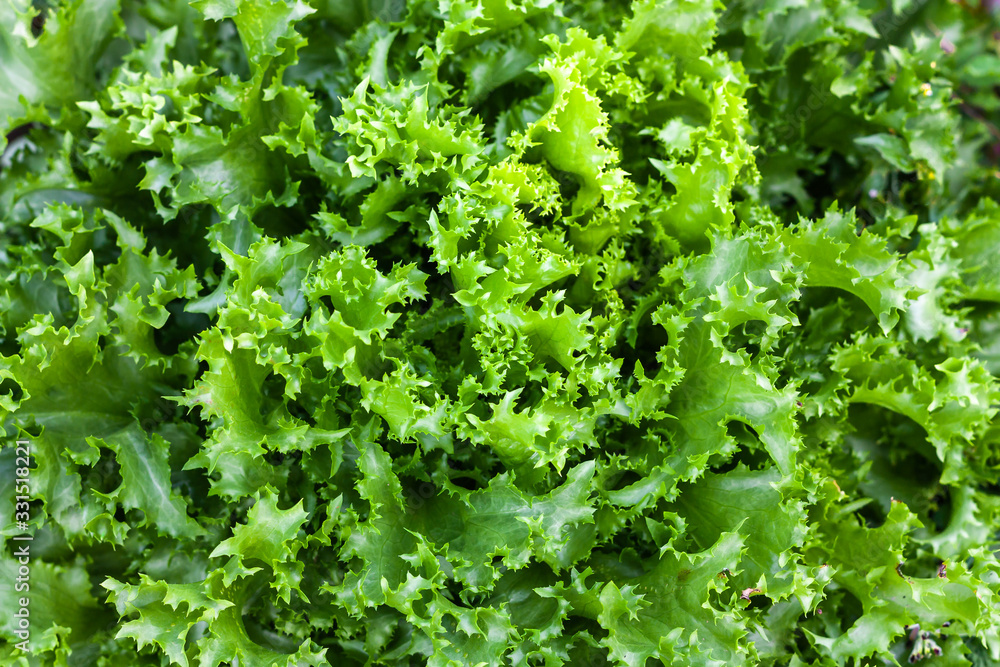 Fresh green lettuce leafs, top view. Spring gardening, organic kitchen. Green wallpaper. Fresh green lettuce leafs, top view. Spring gardening, organic kitchen. Green wallpaper.
