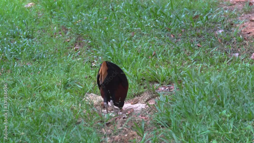 Borneo Crested fireback is the rare bird that lives in Borneo jungle. Borneo Crested fireback is the rare bird that lives in Borneo jungle.