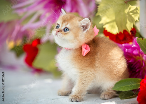Little Scottish kitten on a background of flowers sits on a bench in the summer