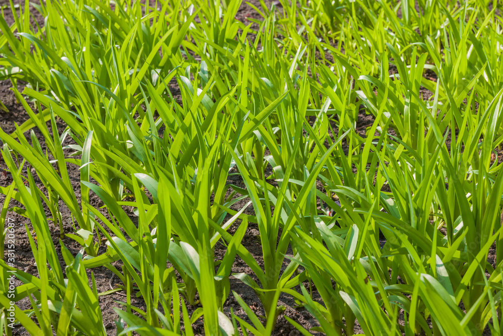 Young green sprouts of flowers grow in the ground of a sunny garden. Spring flowers. Green leaves of young plants. Young green sprouts of flowers grow in the ground of a sunny garden. Spring flowers. Green leaves of young plants.