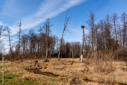 Fototapeta Naklejka Na Ścianę i Meble -  Dolina Górnej Narwi. Rzeka Mieńka. Wiosna na Podlasiu. Polska