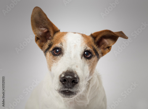 Studio portrait of an expressive Jack Russell Terrier Dog against white background