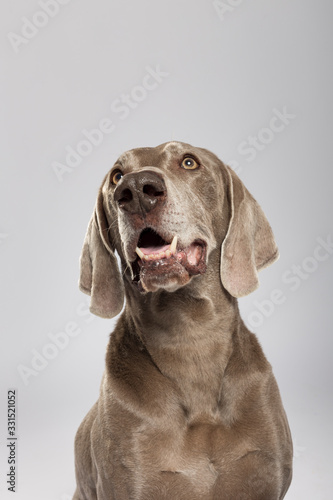 Studio portrait of an expressive Weimaraner Dog against white background