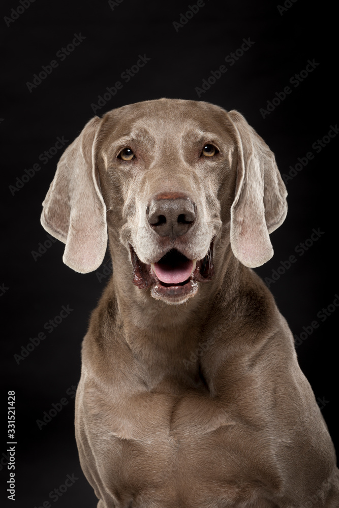 Studio portrait of an expressive Weimaraner Dog against black background Studio portrait of an expressive Weimaraner Dog against black background