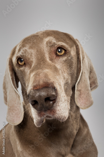 Studio portrait of an expressive Weimaraner Dog against white background