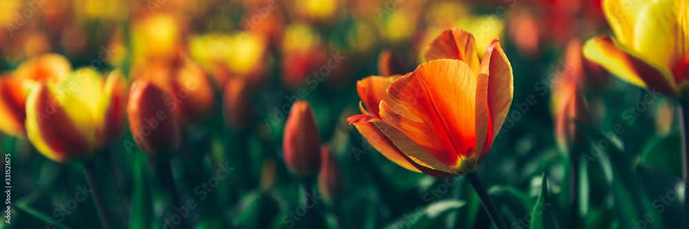 Fototapeta premium Zamknij się pola kwitnących tulipanów żółty i czerwony wiosną, Holandia