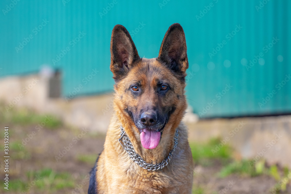 German shepherd looks carefully forward, dog on blurred background_ German shepherd looks carefully forward, dog on blurred background_