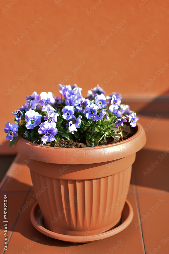 Decorative flower pot with blooming light blue pansies.