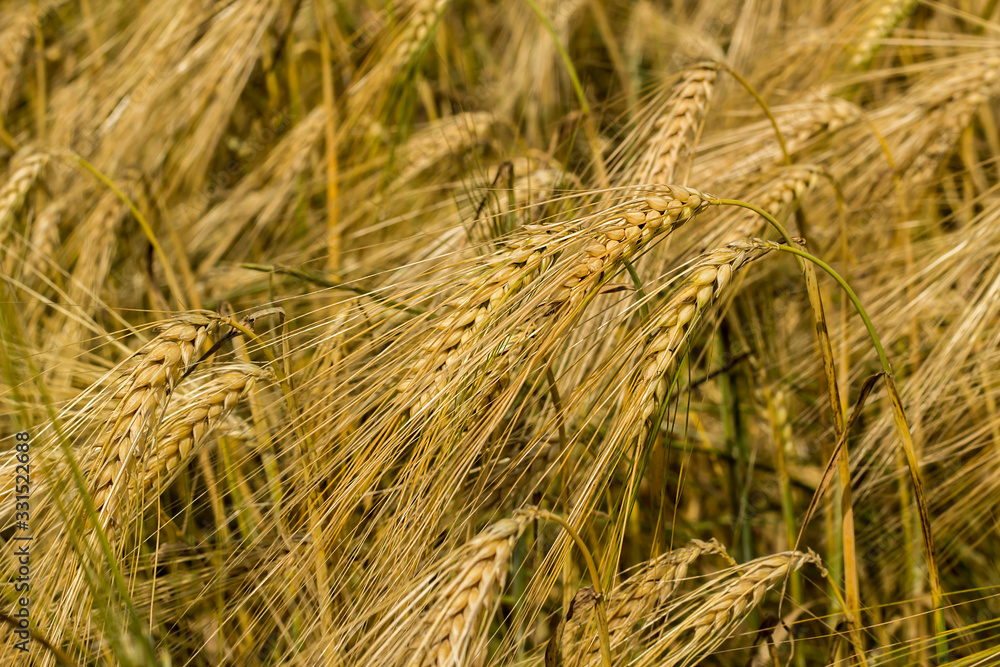 Close-up taken field of barley,harvest concept. Close-up taken field of barley,harvest concept.