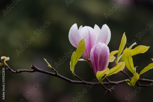 Pink magnolia flower,on the blur and dark background.Close up taken.