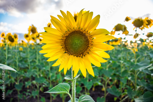 Blooming sunflower on a background of a field of sunflowers