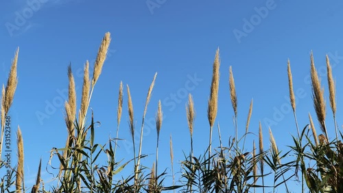 Saccharum ravennae, or ravennagrass or elephant grass is swaying in the gentle breeze against a blue sky in this hand held clip. Considered ornamental by some and an invasive species by others. photo