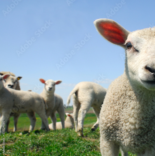 Soilatry sheep looking at the camera