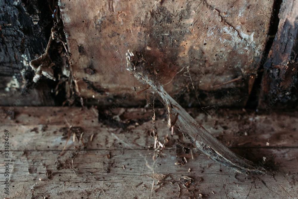 Spider web on old wooden door frame. Background, texture Spider web on old wooden door frame. Background, texture