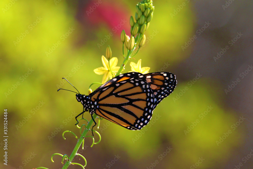 Fototapeta premium Monarch Butterfly