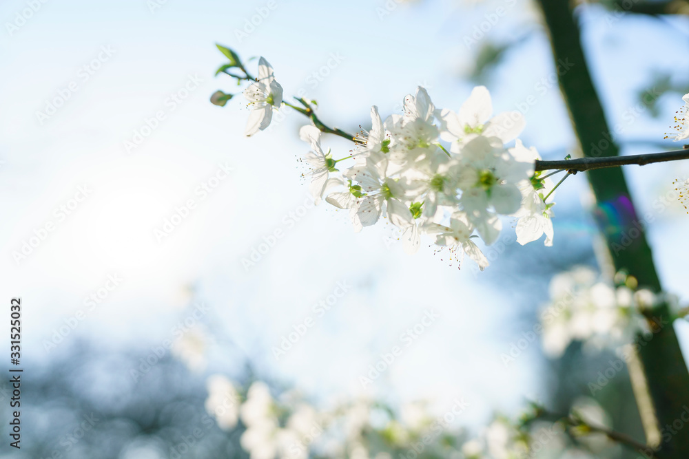 Weiße Kirschblüten im Gegenlicht Weiße Kirschblüten im Gegenlicht
