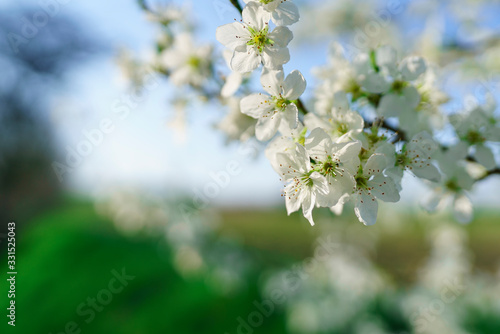 Weiße Kirschblüten im Gegenlicht