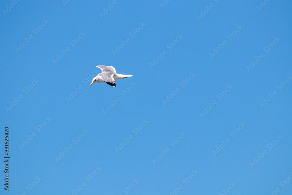 dynamic flying seagull on the sky dynamic flying seagull on the sky