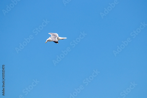 dynamic flying seagull on the sky