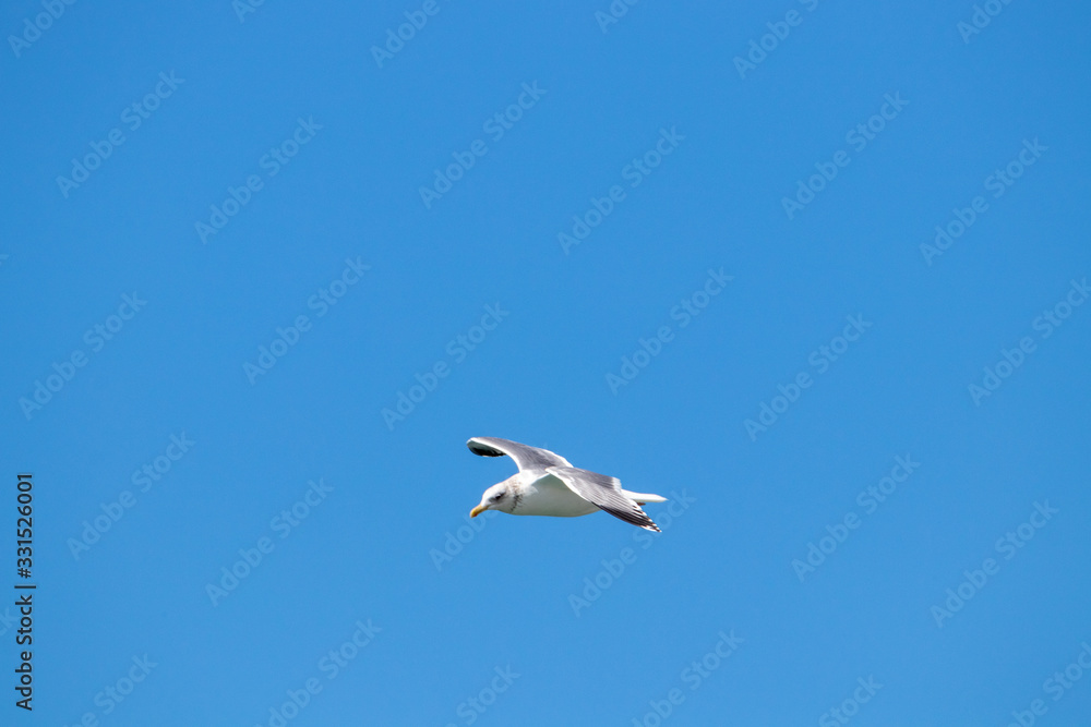 dynamic flying seagull on the sky dynamic flying seagull on the sky