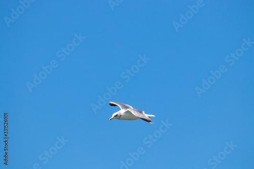 dynamic flying seagull on the sky