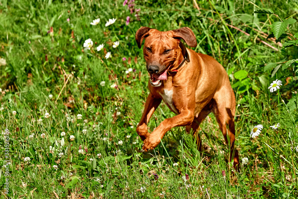 The purebred African Rhodesian Ridgeback is a remarkable sporting breed of dog. The purebred African Rhodesian Ridgeback is a remarkable sporting breed of dog.