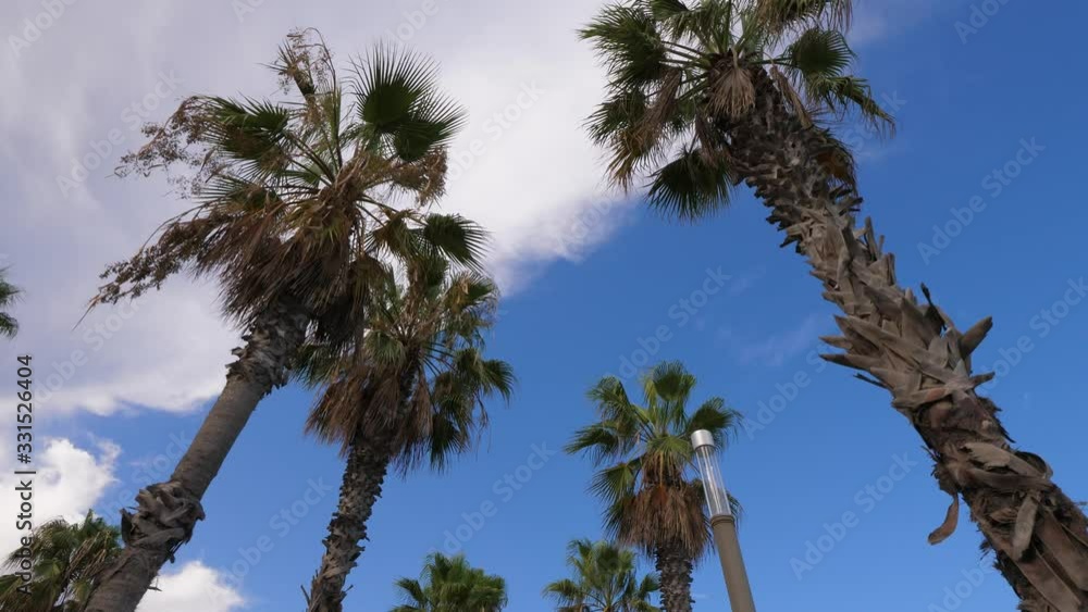 Looking up to palm trees grown along alley, wide angle shot. Tall tree crowns against white clouds and blue sky. Walking at Barceloneta waterfront Looking up to palm trees grown along alley, wide angle shot. Tall tree crowns against white clouds and blue sky. Walking at Barceloneta waterfront