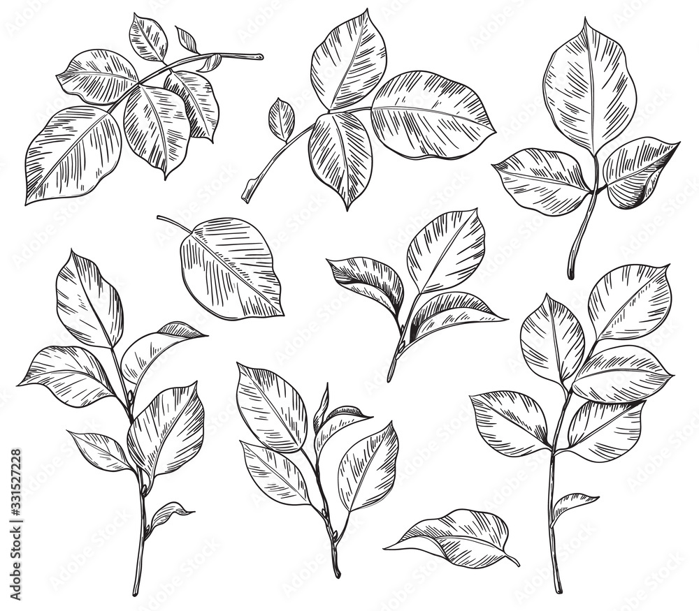 Hand drawn set of Rose Leaves