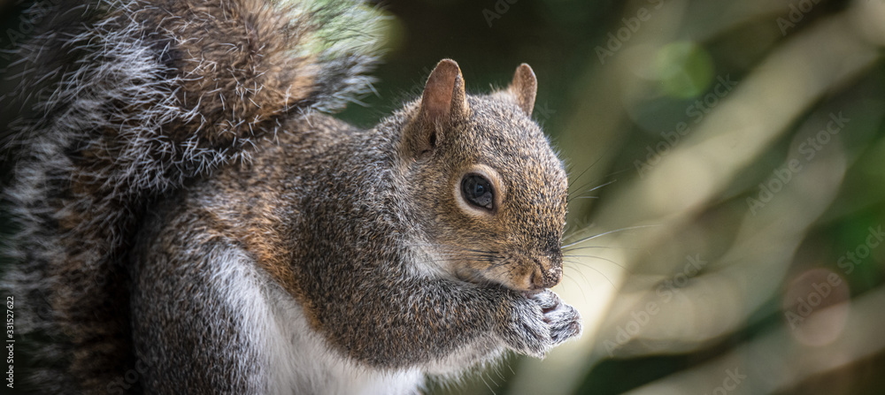 Obraz premium Eastern Grey Squirrel