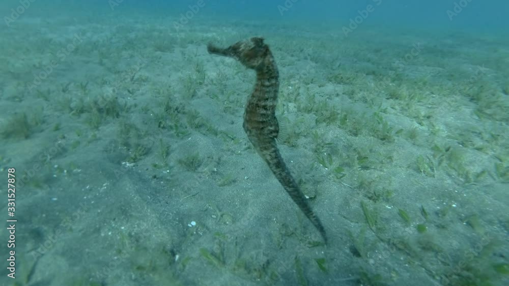 Close up of Seahorse slowly swims over sandy bottom covered with green algae, underwater macro shot Close up of Seahorse slowly swims over sandy bottom covered with green algae, underwater macro shot