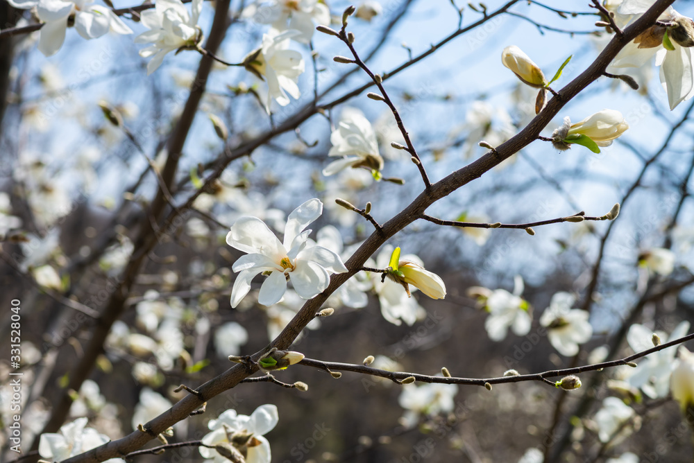 Nice white magnolia tree flowers spring sunny day nature awakening Nice white magnolia tree flowers spring sunny day nature awakening