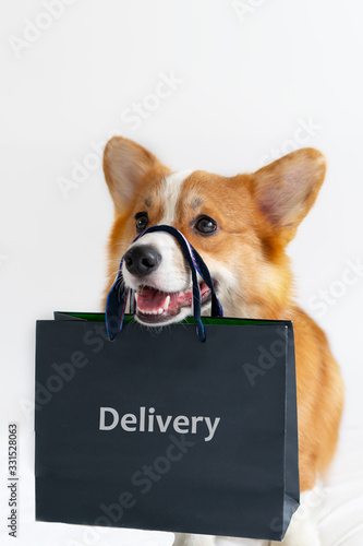 Cute corgi dog holding shopping bag on the nose. Delivery