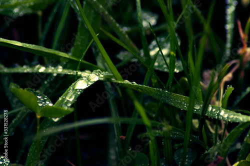 macro rain drops on grass and leaves