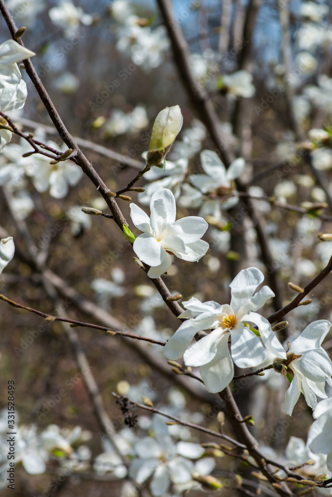 Nice white magnolia tree flowers spring sunny day nature awakening Nice white magnolia tree flowers spring sunny day nature awakening