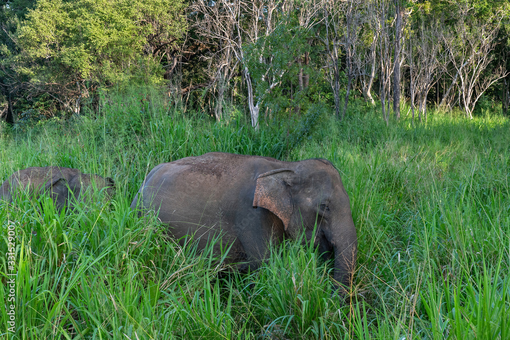 Elephant in green grass landscape of Habarana national park, Sri Lanka