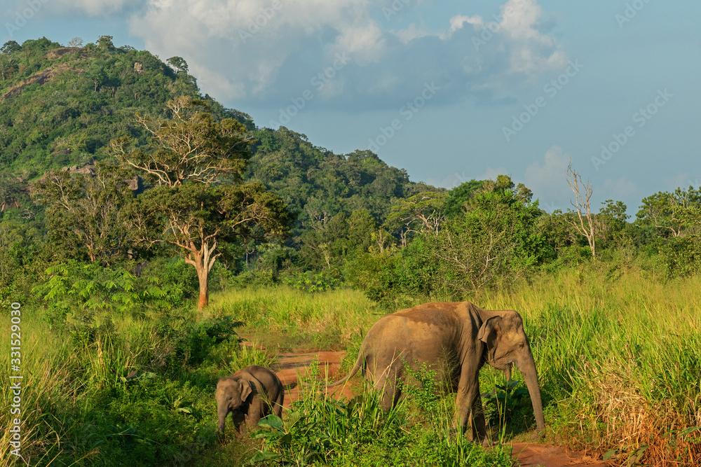 Obraz premium Elephants wild animals in green jungle, Sri Lanka, Habarana National Park mountain landscape.