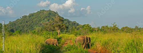 Elephants wild animals family in green jungle, Sri Lanka, Habarana National Park mountain landscape.