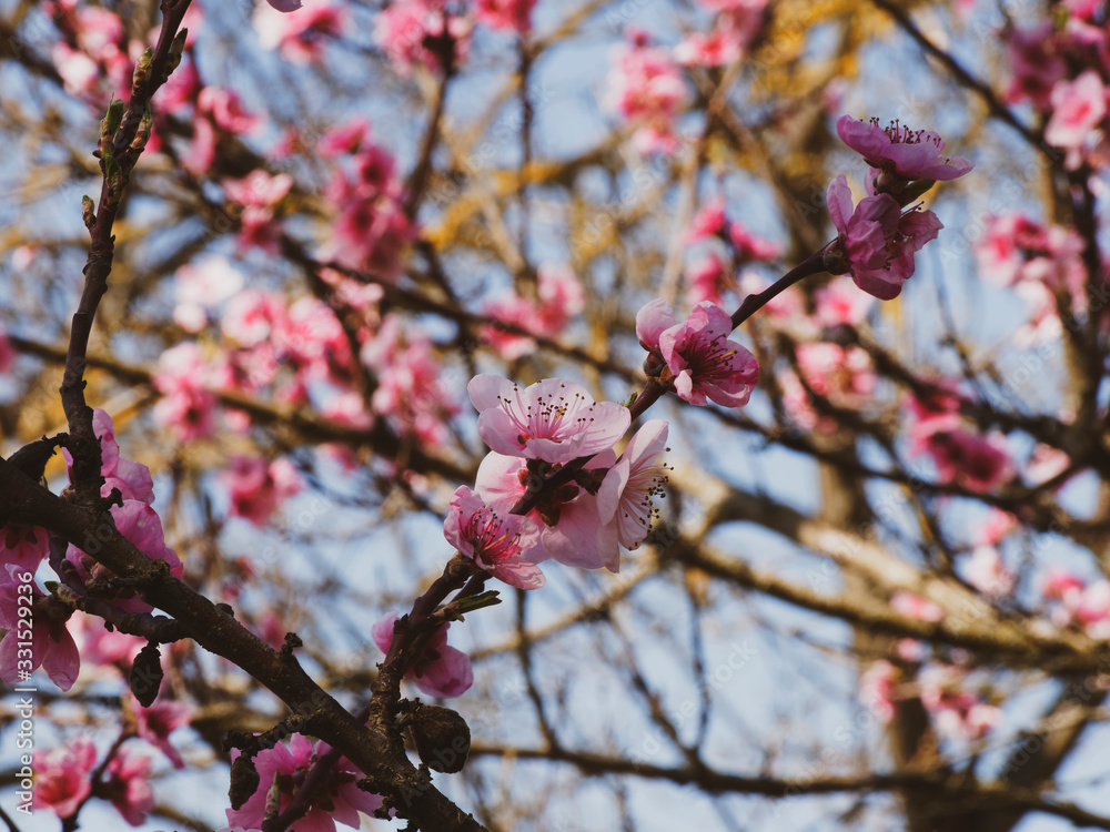 (Prunus persica) Branches dénudées du pêcher garnies de fleurs roses printanière 
