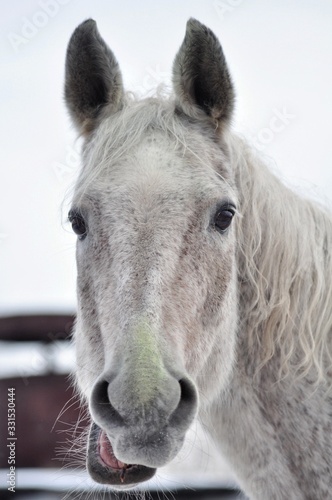 The grey horse made a funny face