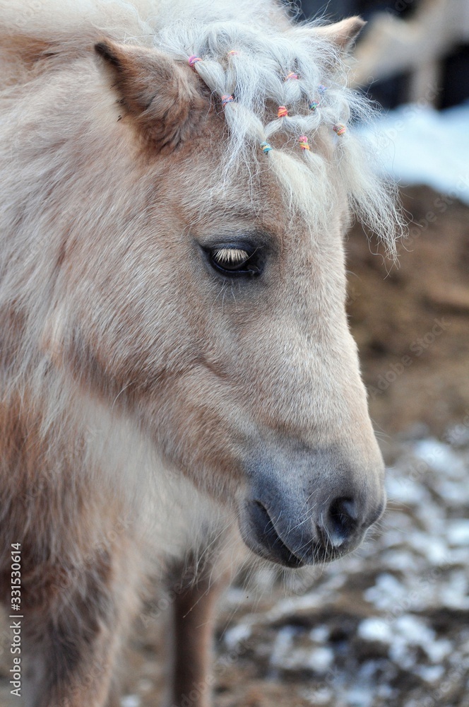 Sweet nightingale mare on a winter day Sweet nightingale mare on a winter day