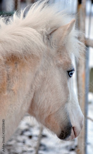 Nightingale shaggy stallion pony in winter