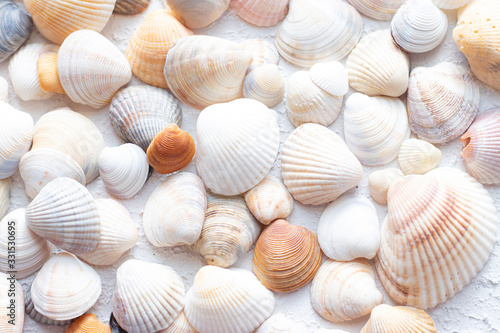 Shells on a light background . Article about vacation. Sea shells lie on a light background