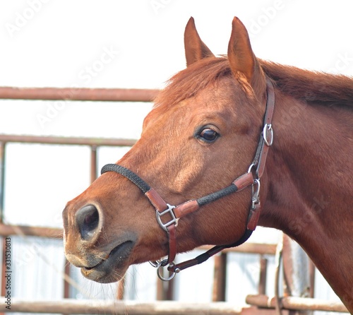 Portrait of a red trakenen stallion in a leather halter photo