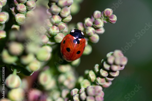 Ladybug ladybird beetle on holly plant grape like flower buds in early spring garden, close up natural background