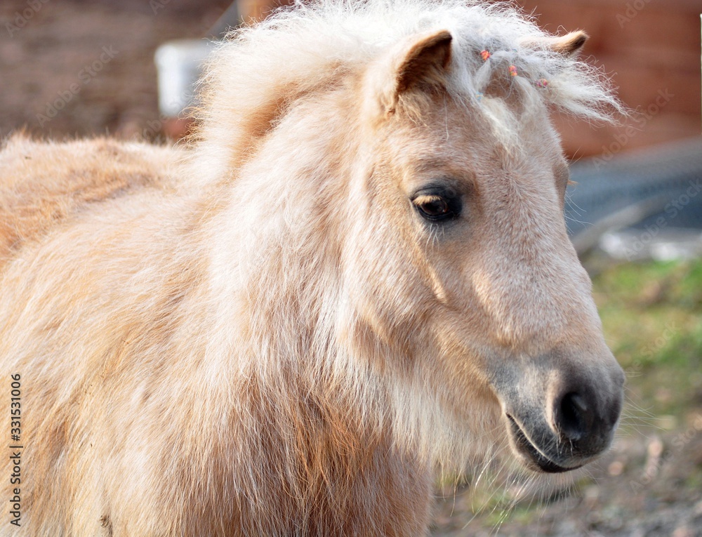 Palomino pony with a winter  fluffiness