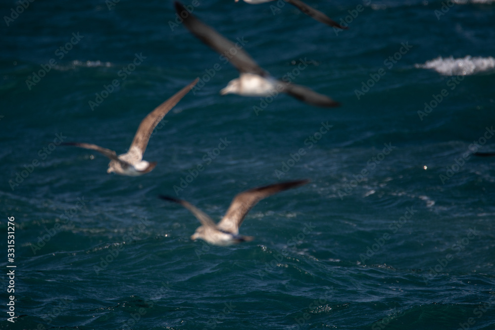 Fototapeta premium dynamic flying seagull on the sky